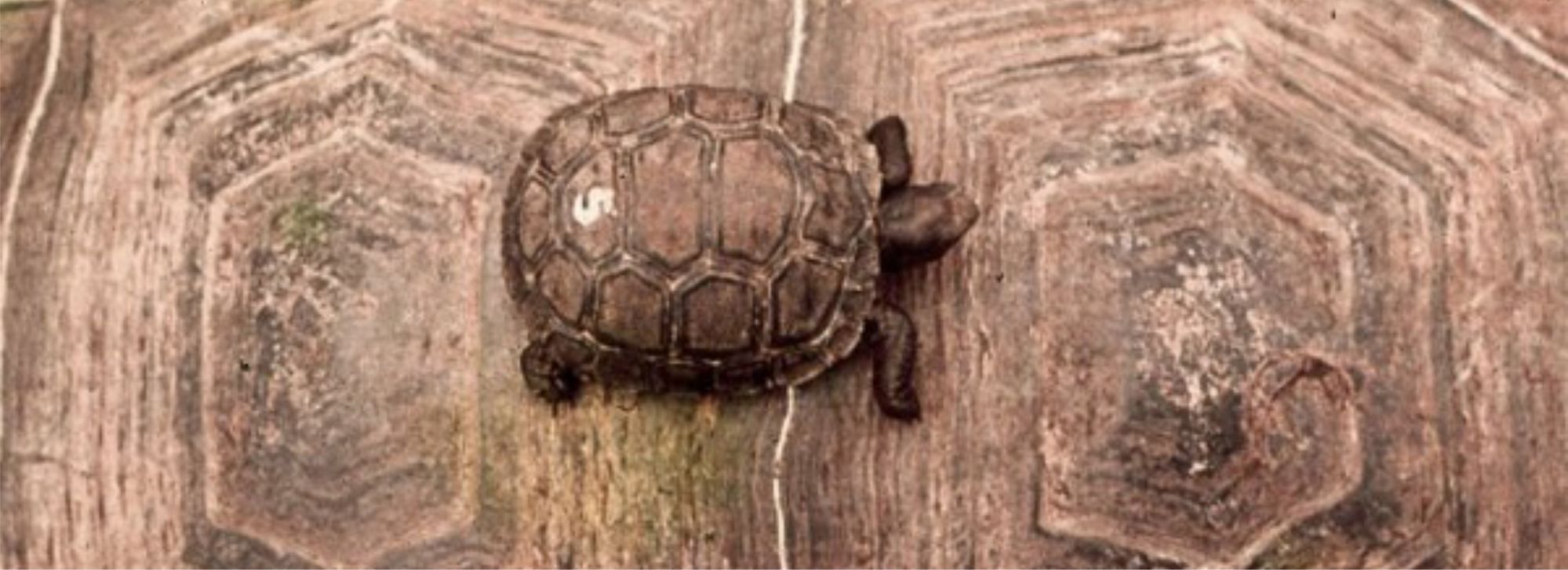A little tortoise