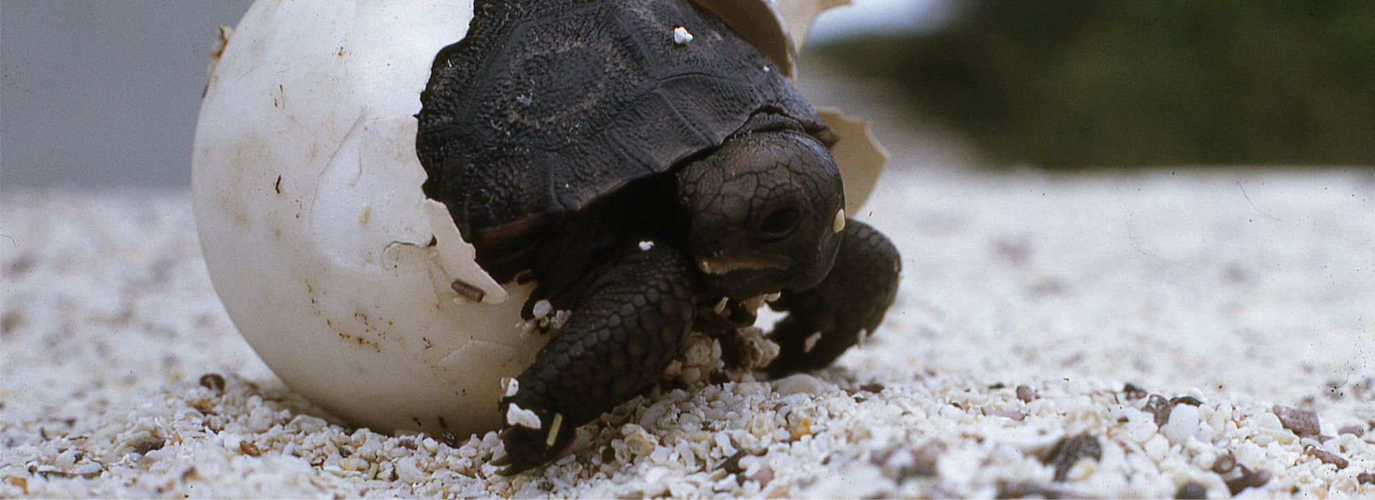 A tortoise's beginnings
