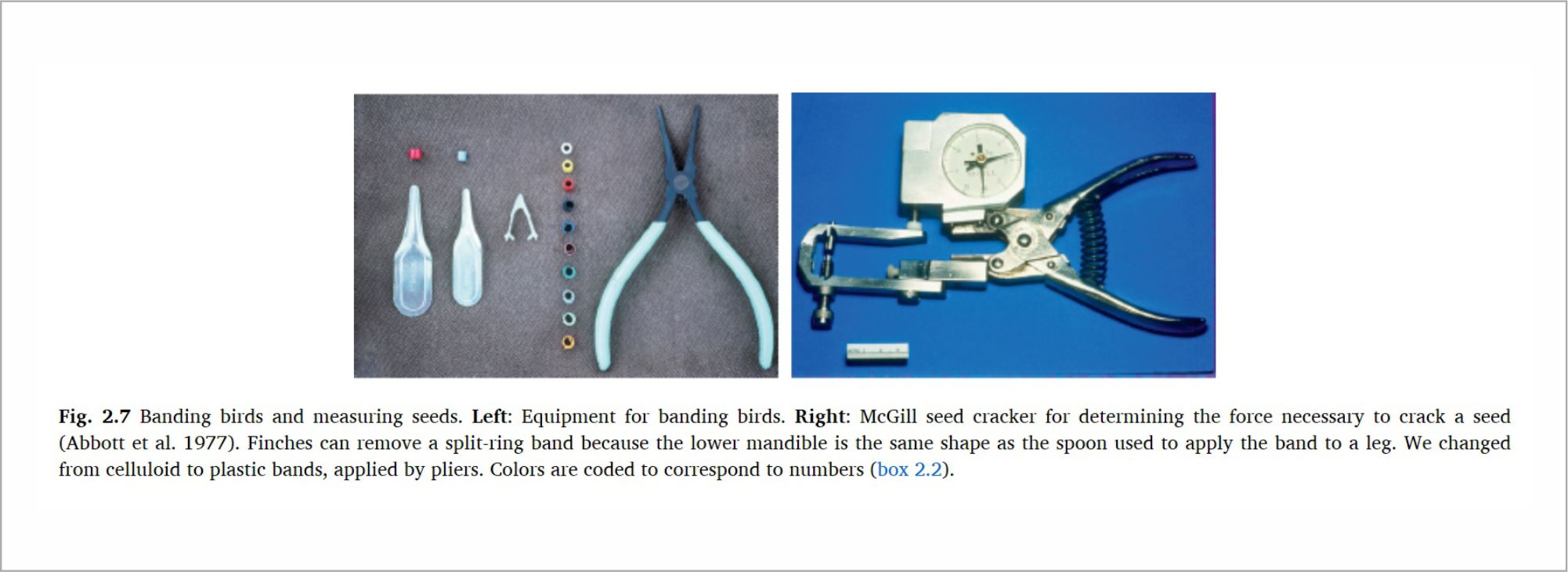 The Grants' bands for ringing finches